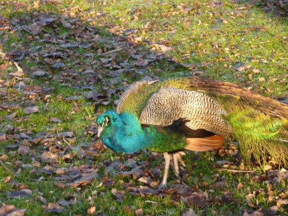 P1000425.JPG