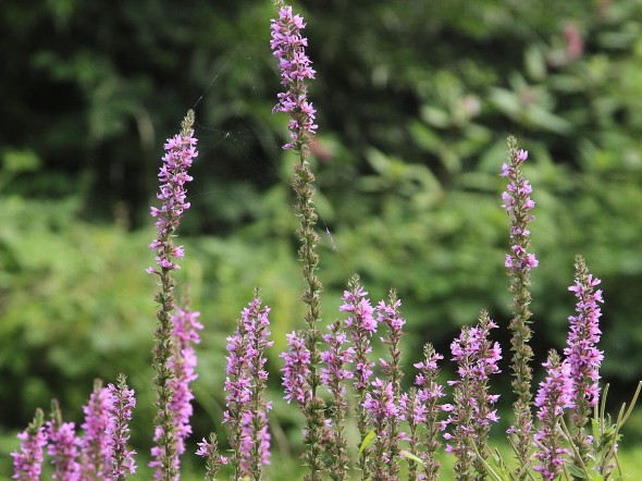 Overbetuwe_MG_0382.JPG