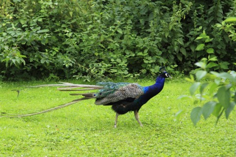 Overbetuwe_MG_0377.JPG